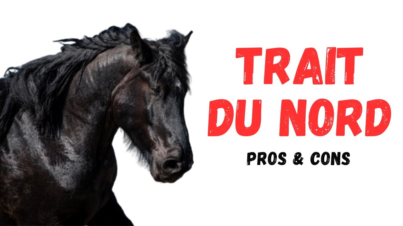 Плюсы и минусы северной тяжеловозной лошади - Преимущества и недостатки северной тяжеловозной лошади