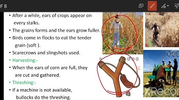 4th  EVS-1  L.no.8 The value of food
