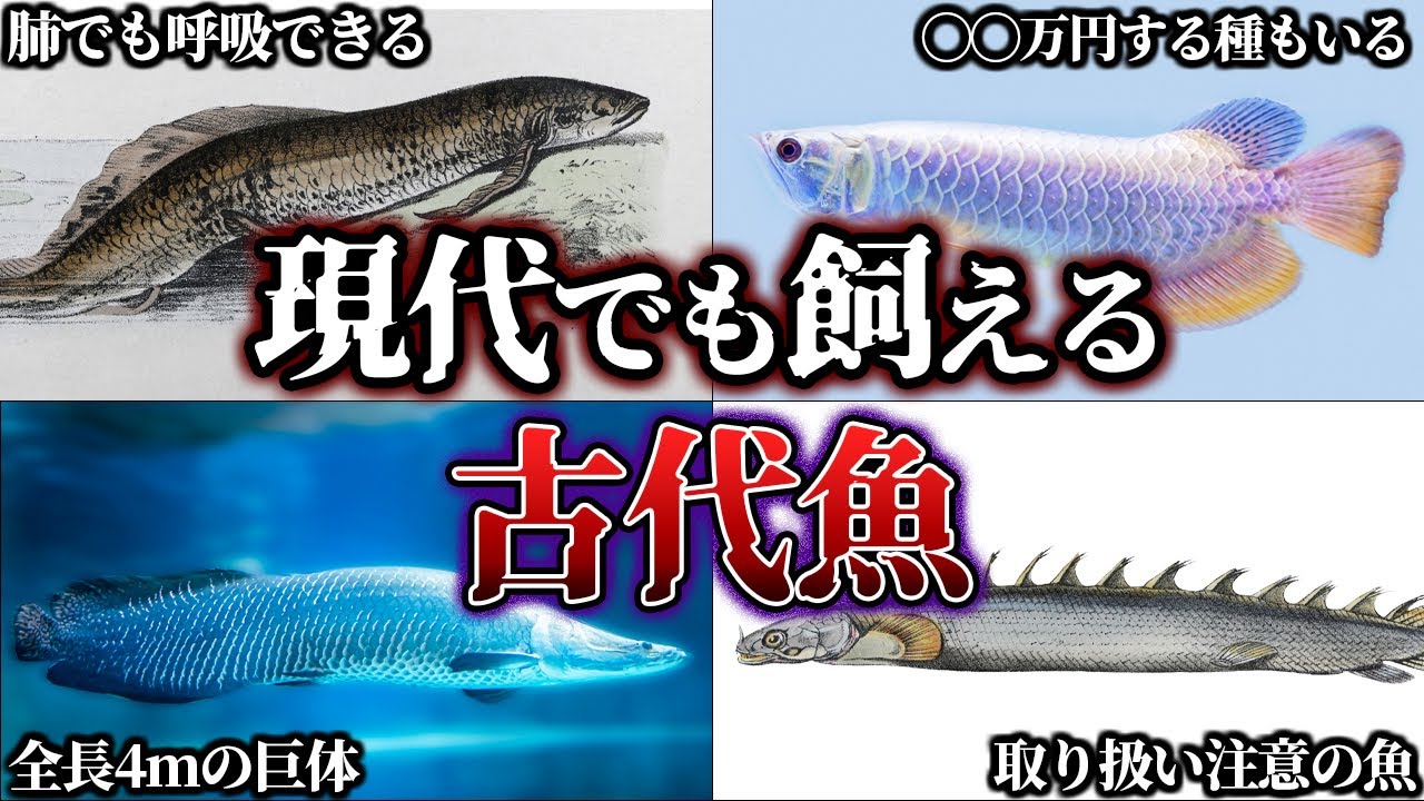 ゆっくり解説】今でも飼える、太古から姿を変えない古代魚たち！ - YouTube