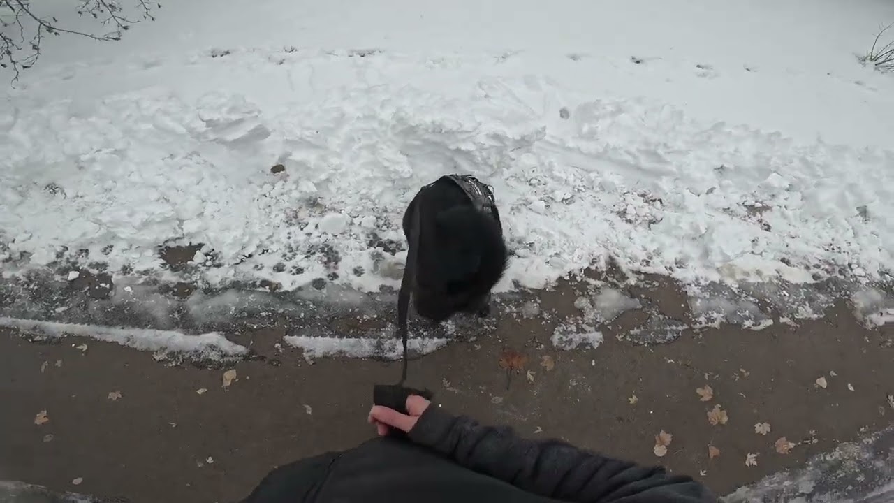 #181 Just a quick easy trail. TD Saydee/TDH Jeffy. 2/20/26