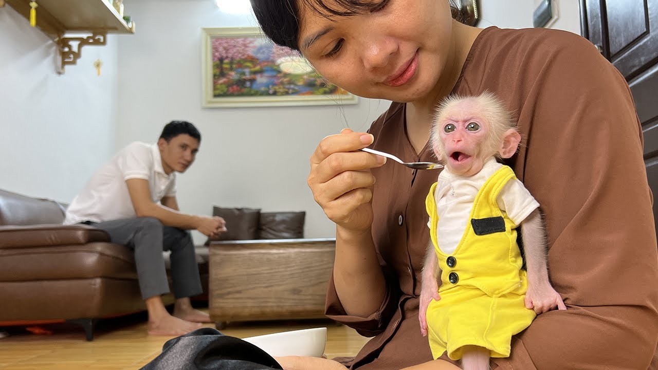 Monkey Xuzi’s Morning Turns Cold — Dad Says “Stop Serving Her”