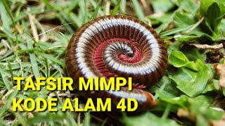tafsir mimpi kaki seribu