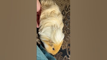 Old clip - Cute moments of my sweet guinea pig purring
