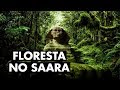E se o Saara pudesse ser transformado em uma floresta?