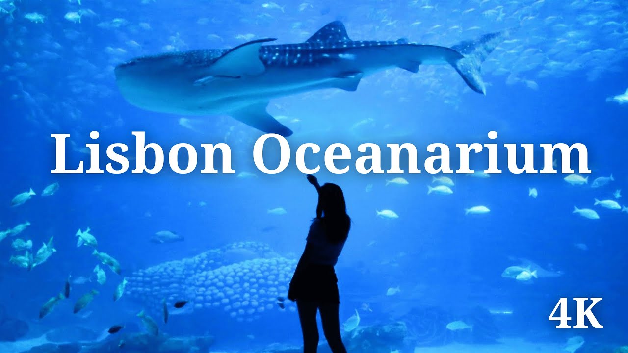 Внутри Лиссабонского океанариума: путешествие по 500 видам морских животных