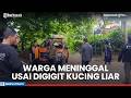 Warga Meninggal Usai Digigit Kucing Liar di Jembrana Saat Jemur Pakaian, Korban Takut Terhadap Air