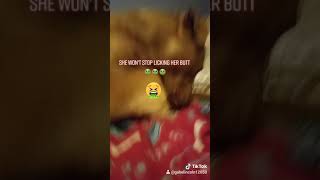 why are you licking your BUTT!!!