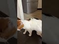 ライブ ハイライト