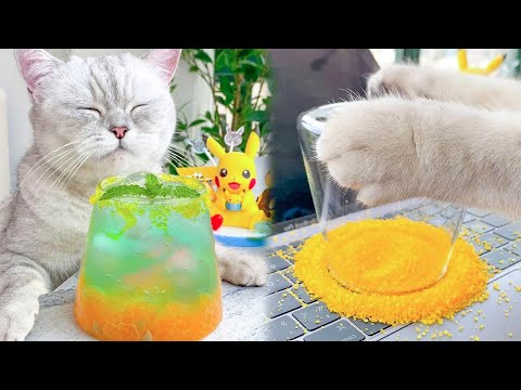 Cat Cooking Food ASMR ||Sprite Homemade Drinks || Easy Recipes To Make