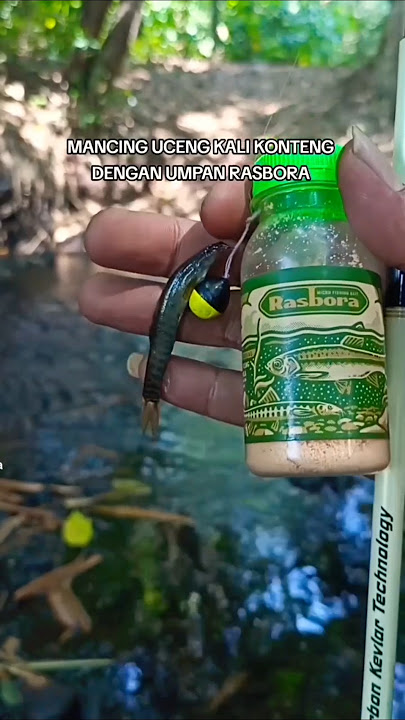 umpan gacor !! mancing uceng jadi mudah #mancing #mancinguceng #trendingshorts