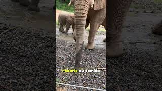 🐘😂🥜¡El glotón de Jack no dejaba de robarle la comida al elefantito!#Elefantes #AnimalesDivertidos