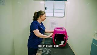 How to Get Your Cat into a Cat Carrier