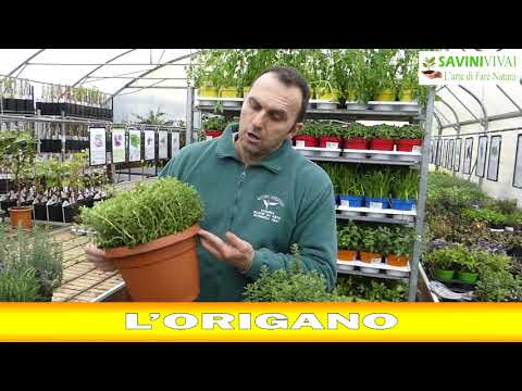 Video: Varietà di piante di origano comuni: quali sono i diversi tipi di origano