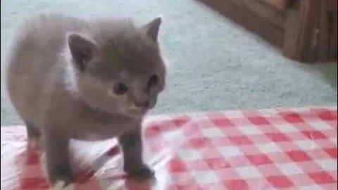 Video 4544361: baby manx, kitten