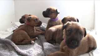 Irish Terrier Puppies   age: 4 weeks.