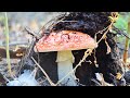 Мухоморы в сосновом лесу в 2,7к 60fps. Осенний сосновый лес. Футаж грибы мухоморы. Релакс.