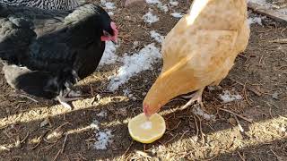 Will A Chicken Eat A Grapefruit?