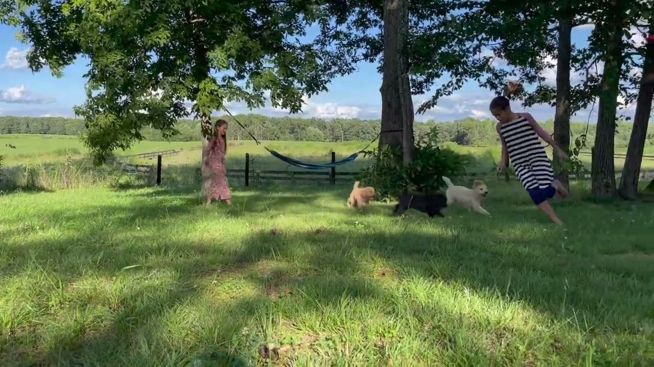 Above Standard Poodles Meet Tacy, Tilly, and Terri Available AKC Standard Poodle Puppies