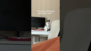 Who’s gonna tell her? :/ #cat #cats #catvideos #catshorts @mountolympaws