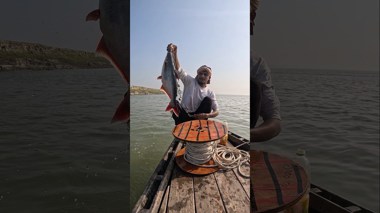 Vary big fish chathin bait throwing 