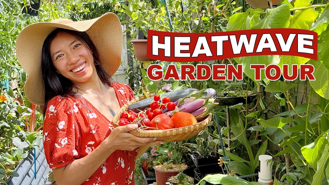 Heat Loving & Heat Stressed Plants (Garden Tour) YouTube