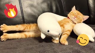 Funniest Cats and Dogs Videos  ||  Hilarious Animal Compilation №346