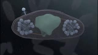 Jumbo Phage Infects a Bacterium