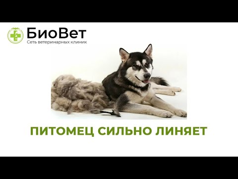 Питомец сильно линяет // Что делать с сильным выпадением шерсти?