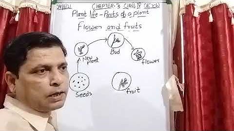 Class IV EVS 24 06 2021 by Mr Rupesh Chapter 3 Plants life   parts of plants
