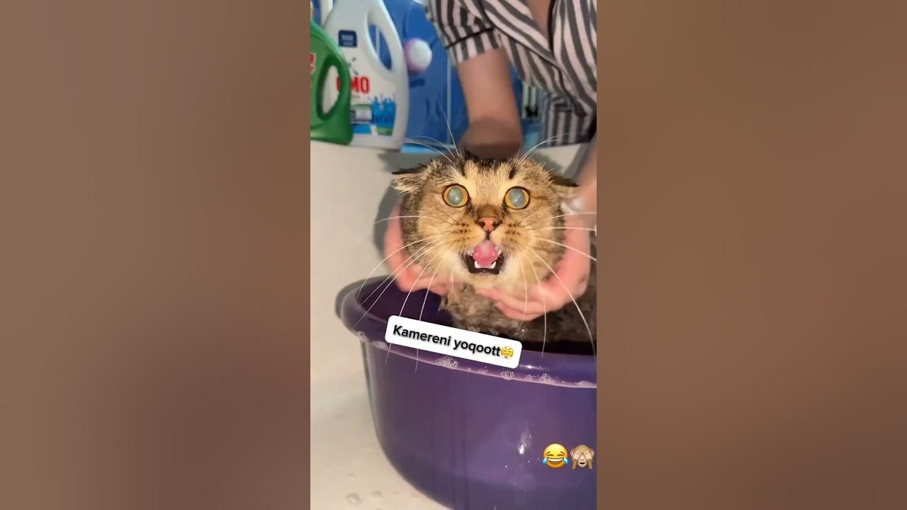 Mashhurlar mushuk kokraklari Mashhurlar mushuk kokraklari