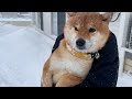 家が大雪で大変なことになってたので、とりあえず柴犬と立ち向かってみた。