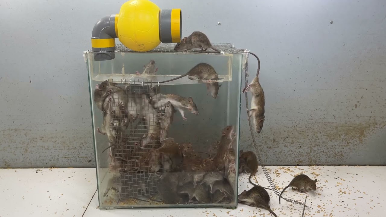 自宅で最高の自家製ネズミ捕り / シンプルで効果的なネズミ捕り
