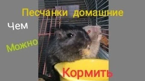 Что любят мышки  песчанки на завтрак обед и ужин
