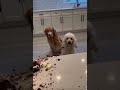 Funny dogs