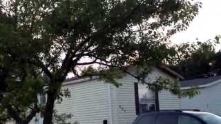 the fun way to take care of a wasps nest