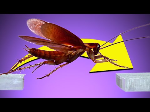 Video: Vliegen alle kakkerlakken?