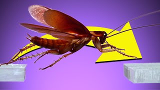 Cockroaches Can Jump & Fly?! In slow mo, it