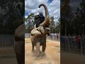 Gorilla pranked an Elephant 🦍🐘 😅 See the video. Prank gone wild 😜 🤣