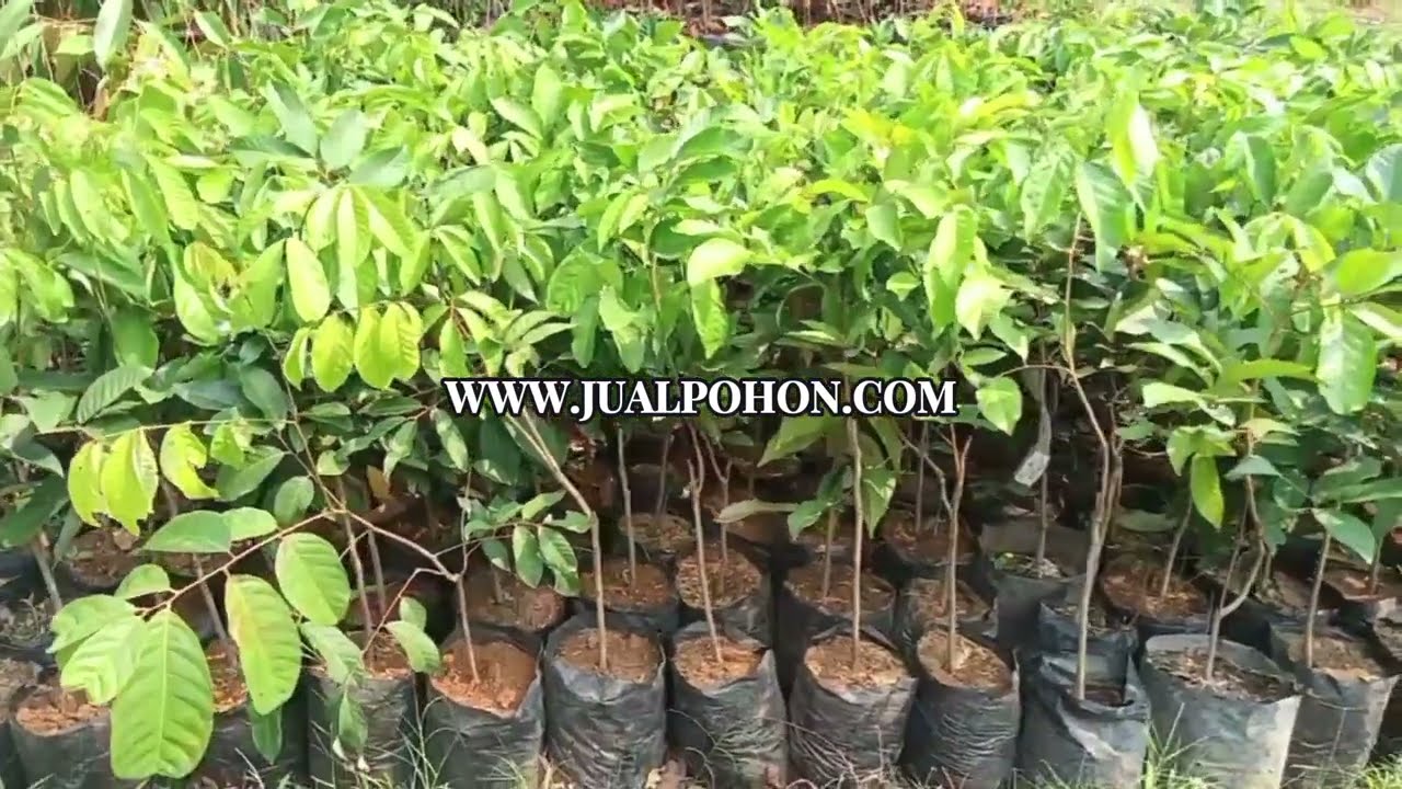 Dapatkan Bibit Rambutan Binjai Unggulan Langsung dari Petani Terpercaya!