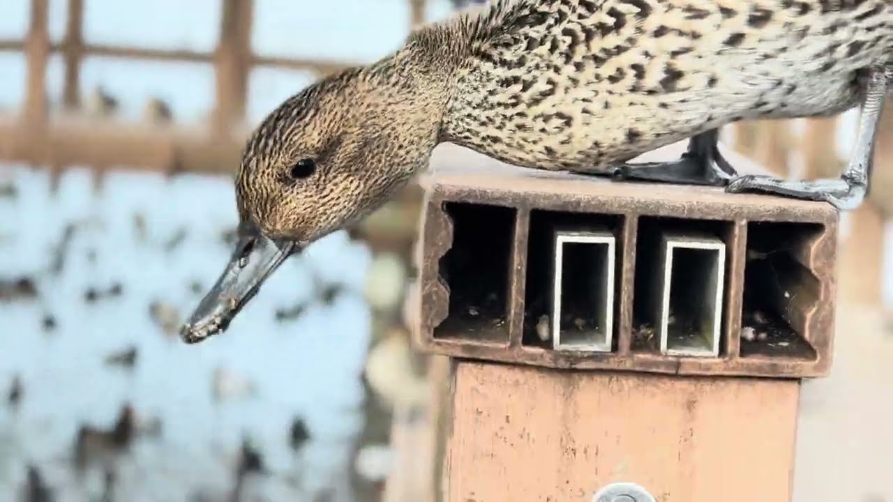 สมชัยสตุดิโอ