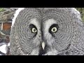 Great Grey Owl -﻿ Lappuggla Owls
