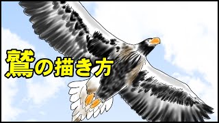 絵の描き方 鷲 ワシ の絵の書き方 初心者でも簡単なイラストのコツ Youtube