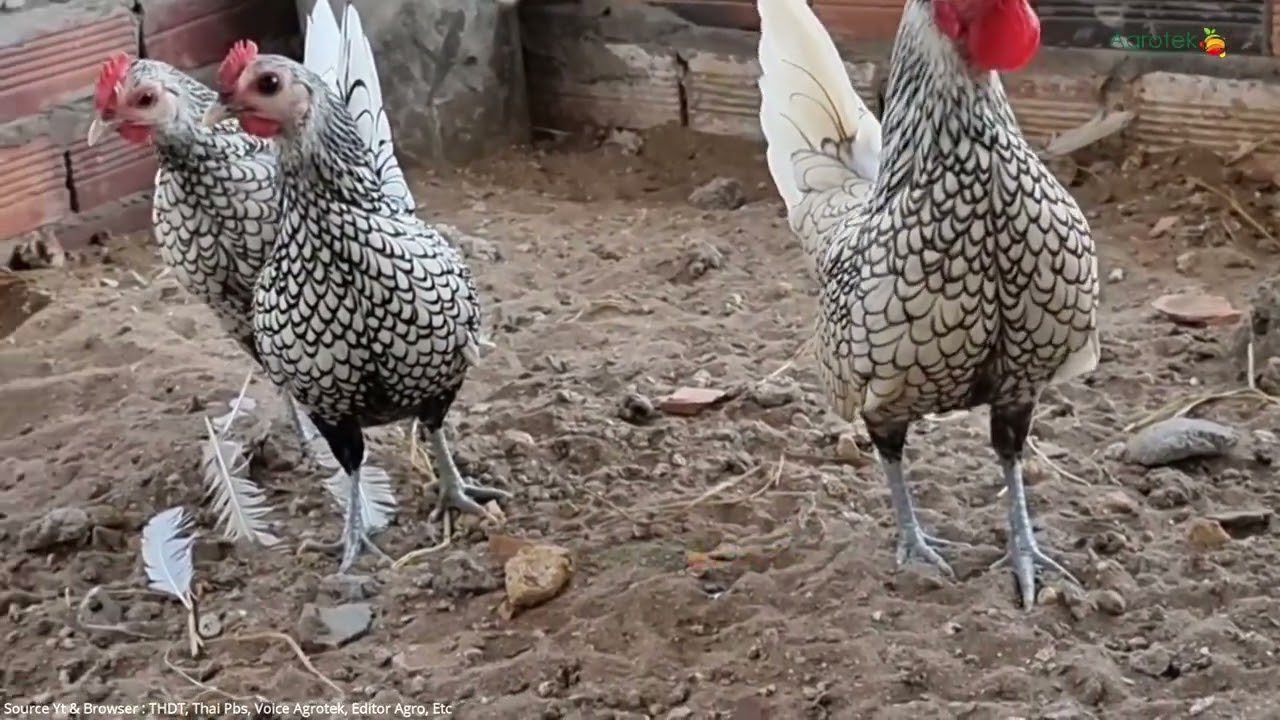 Agrotek | Budidaya Ayam Batik Itali Dan Ayam Batik Canada