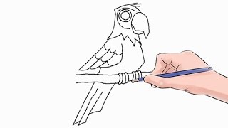 How to Draw a Parrot Easy Step by Step