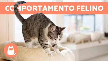 Quando il gatto fa la pasta su di noi?