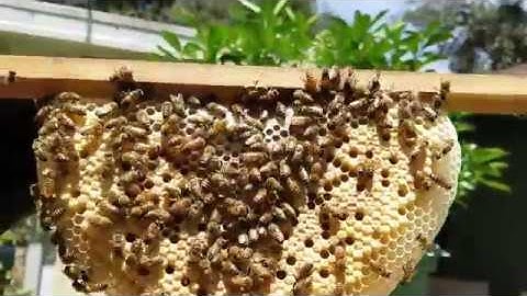 Foundationless honeybee comb - THE BEST!