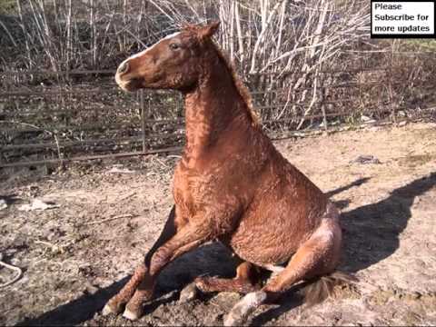 Βίντεο: Heilongkiang Horse Hypoallergenic, Health And Life Span
