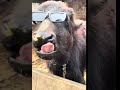 #😎😎