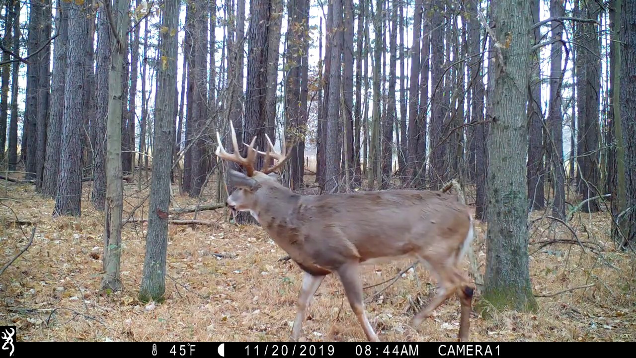 Browning Trail Cameras Whitetail Buck Growl YouTube