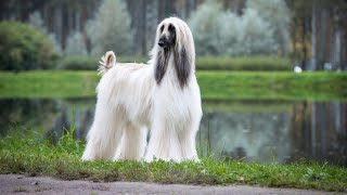 Afghan Hound Dog Breed Information & Characteristics  The World's Most Glamorous Dog